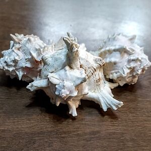 Natural Cream Decorative Sea Shell Accent (Conch)